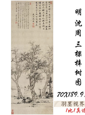 明沈周三棵梓树图条幅卷轴山水