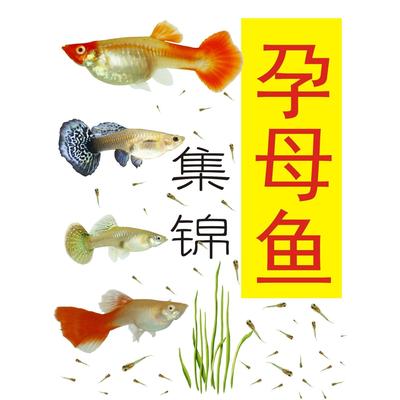 孔雀鱼孕母临产大肚母鱼带孕孔雀鱼下崽鱼孕母孔雀鱼下崽狂魔鱼