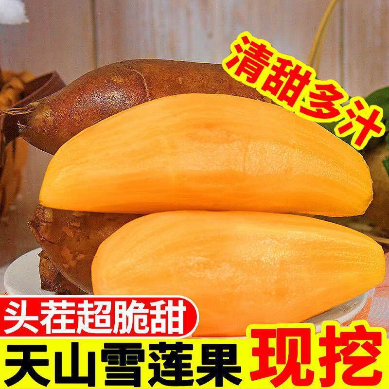 正宗云南天山雪莲果农家雪莲果低糖当季新鲜水果