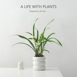 好养名贵带花苞 建兰素心盆栽天香素浓香型观兰花植物室内四季