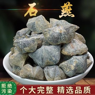 石燕中药材正品500克石燕化石标本矿石中药材店铺大全包邮