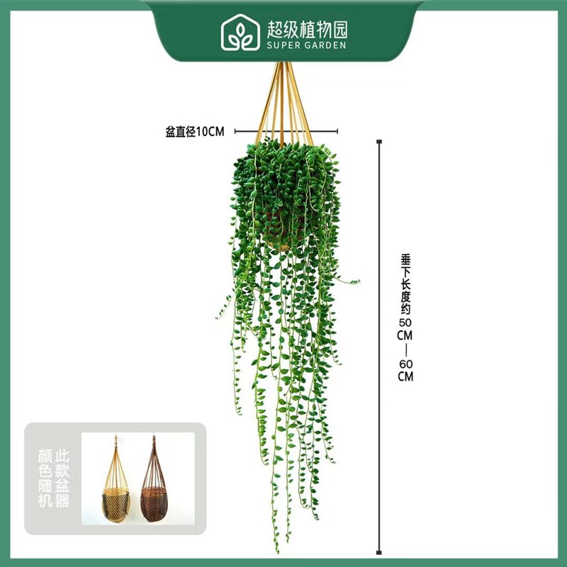 佛珠情人泪多肉绿植盆栽竹篮书房阳N台庭院好养吊兰植物
