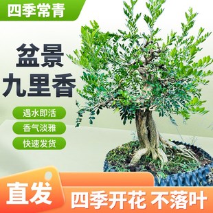 植物七里香樹苗室內(nèi)室外好養(yǎng)花卉驅(qū)蚊綠 九里香盆栽盆景老k樁四季
