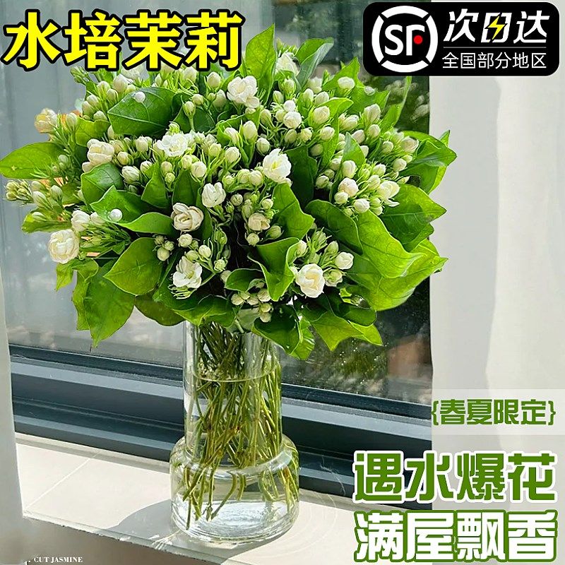 热销水培茉莉花鲜花束云南基地直发家用插花卉盆栽室内绿植物四季