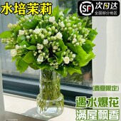 热销水培茉莉花鲜花束云南基地直发家用插花卉盆栽室内绿植物四季