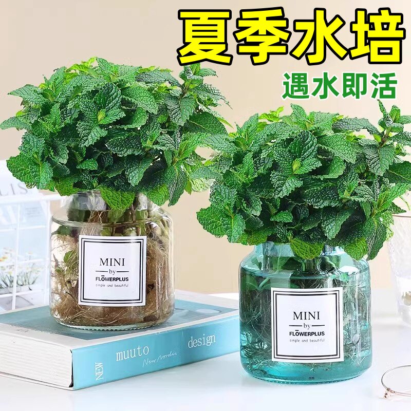 热销薄荷盆栽水培植物驱蚊可食用柠檬薄荷叶迷迭香室内驱蚊草大盆