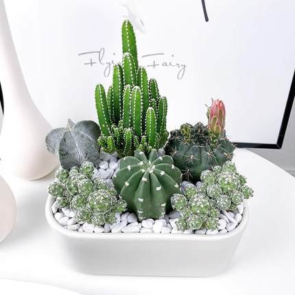 防辐射仙人球仙人掌组合盆栽室内多肉植物桌面绿植创意小盆景耐旱