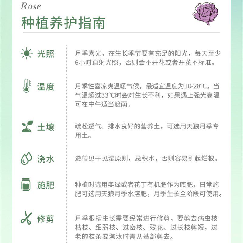 天狼月季云舒自育灌木新手易养护大花勤花观赏性玫瑰花卉盆栽苗