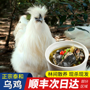 江西泰和原种乌鸡新鲜现杀土鸡农家散养走地鸡活鸡正宗白凤乌骨鸡