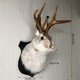 Decor Antlers Rabbit Figurines Statue 速发3D Wall Head Home