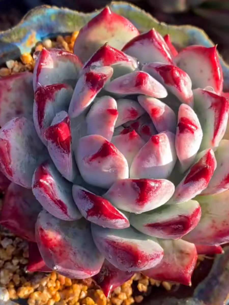 北极熊野卡卡罗拉多肉植物办公室阳台防辐射吸甲醛超大颗贵货精品