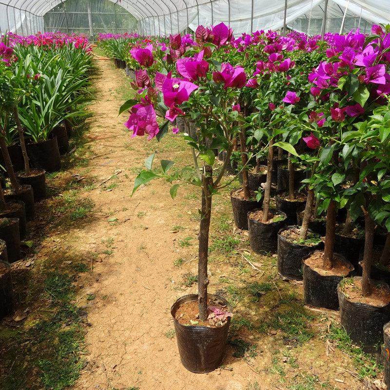 云南三角梅多花大苗四季开花绿植阳台庭院爬藤花卉攀援易活植物,鲜花速递/花卉仿真/绿植园艺,绣球/木绣球/木本植物,淘宝优惠券,粉丝福利购,淘宝优惠卷