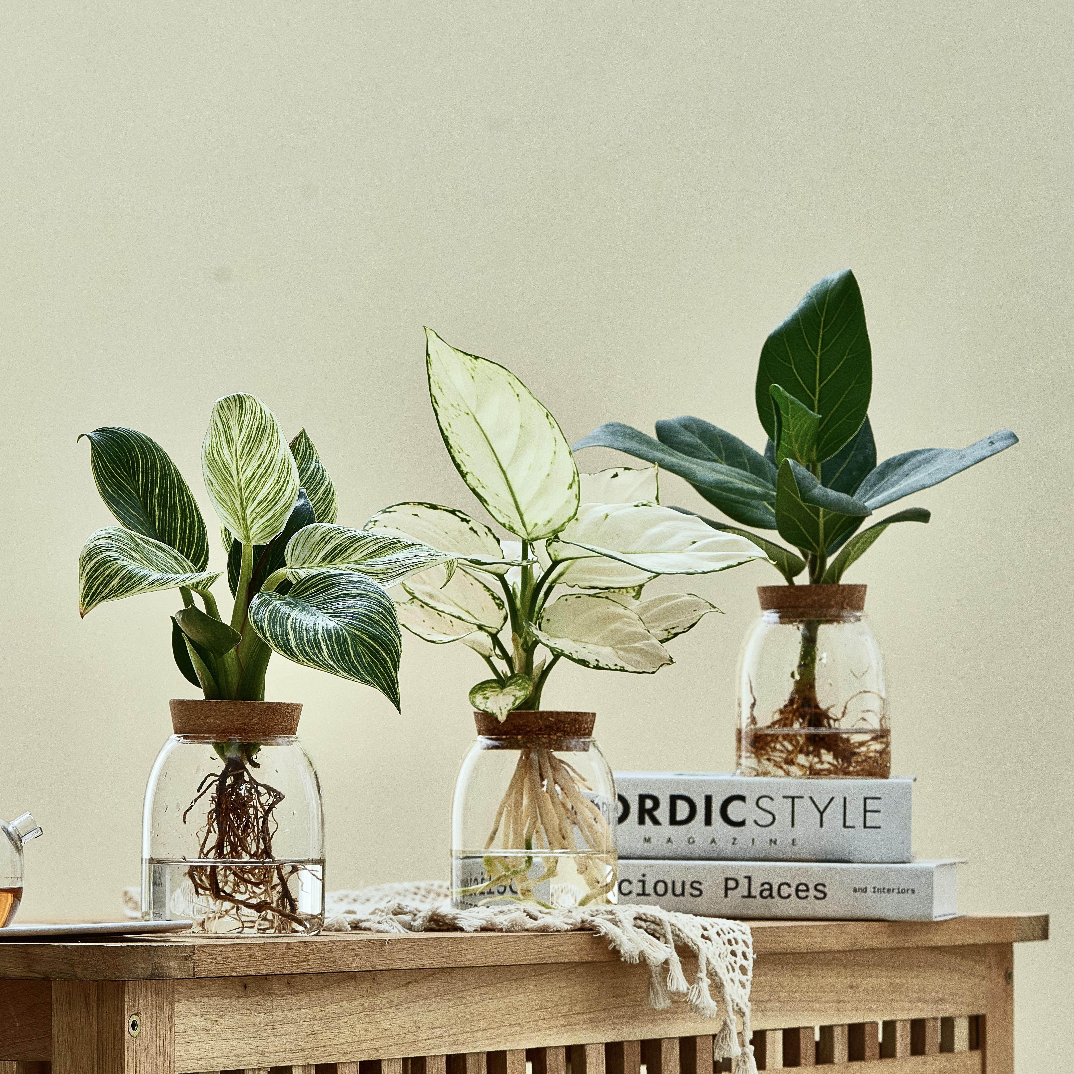 水培绿植办公室桌面室内好养玻璃瓶盆栽发财树春羽植物送人礼物,鲜花速递/花卉仿真/绿植园艺,绿植,淘宝优惠券,粉丝福利购,淘宝优惠卷