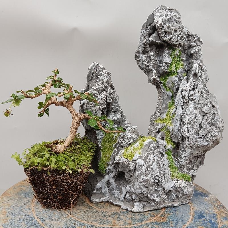 拇指盆景小叶福建茶素材苗真树常绿石山摆件可任意造型场地直销