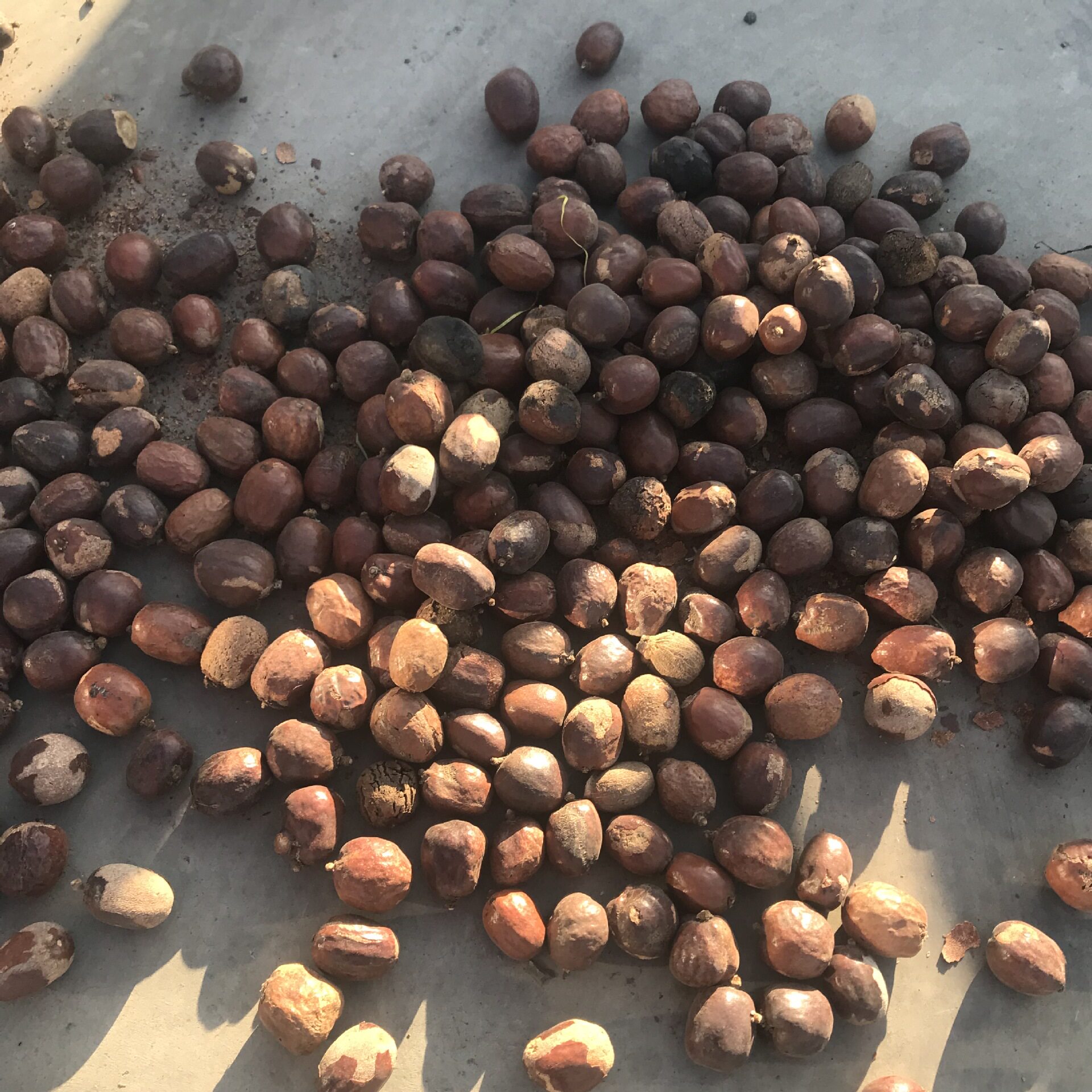 佛心果菩提吊坠天然彩色原籽手串佛珠项链