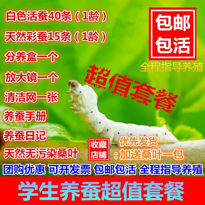 蚕桑叶放大镜 套装蚕宝宝 蚕卵 蚕种 蚕子送新鲜桑叶鹅毛小蚕学生