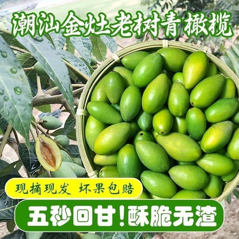 甜种冰糖新鲜橄榄新鲜青橄榄果特甜鲜橄榄潮汕水果零食生吃甘甜