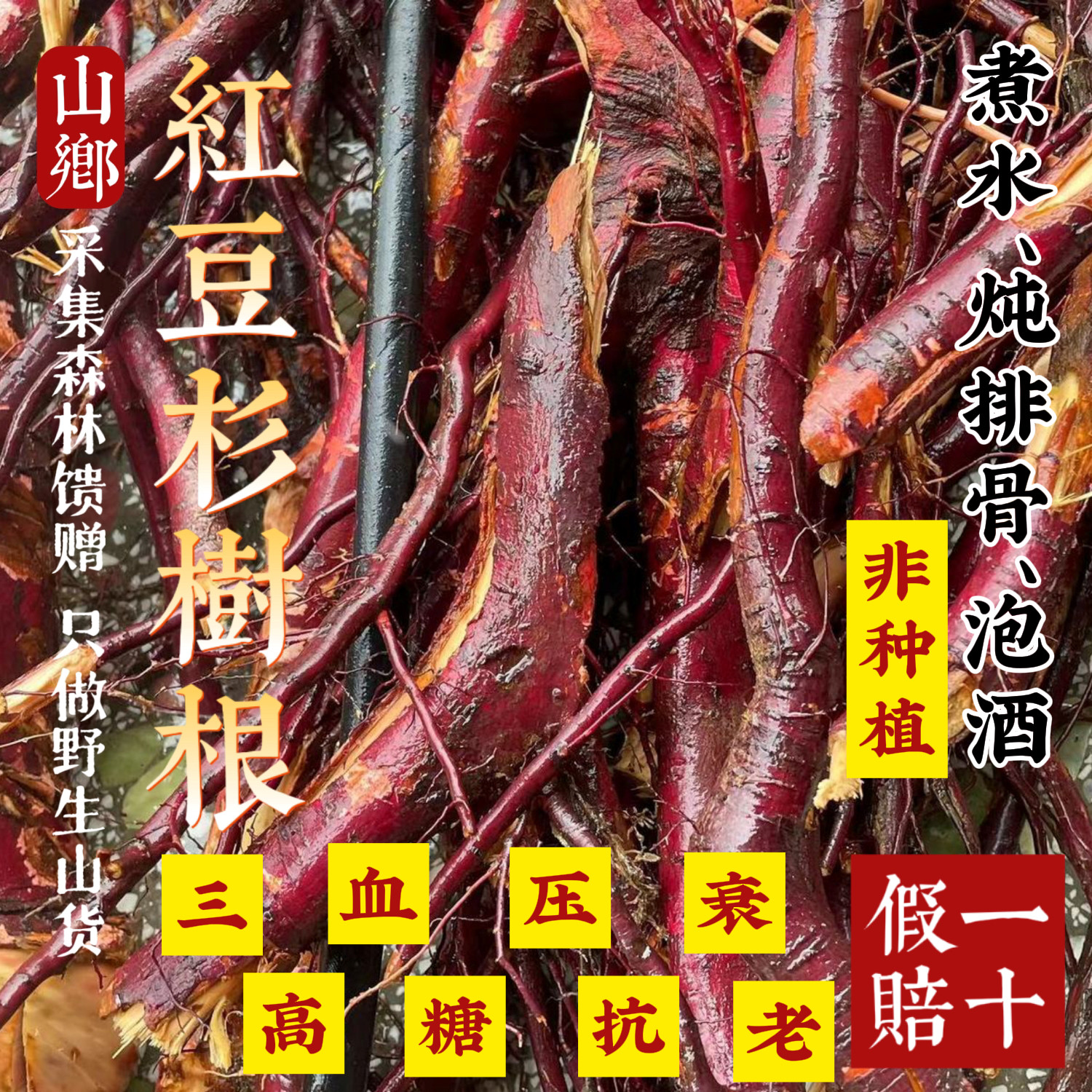 山乡药域 宜兰山红/豆杉根皮果叶红/豆杉根炖排骨宜兰山红/豆杉根