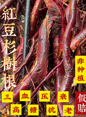 山乡药域 宜兰山红/豆杉根皮果叶红/豆杉根炖排骨宜兰山红/豆杉根