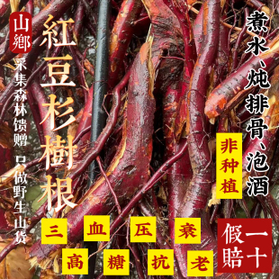 山乡药域 宜兰山红/豆杉根皮果叶红/豆杉根炖排骨宜兰山红/豆杉根