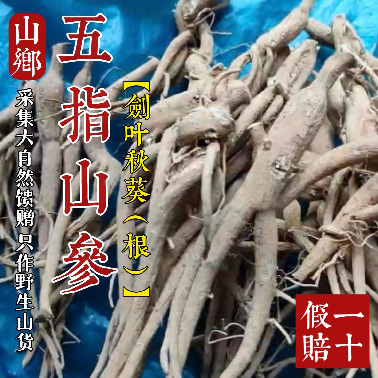 山乡药域 正宗五指山参中药材红花马宁农家晒干野生箭叶秋葵的根