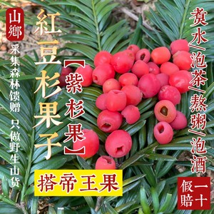 山乡药域 野生红豆杉果子 云南紫杉果紫杉醇煮水泡酒红豆杉中药