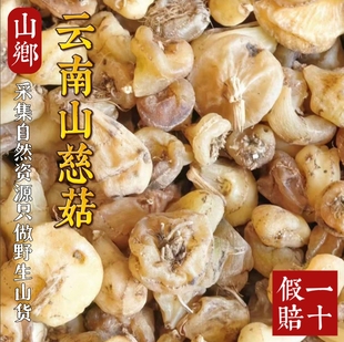 山乡药域 云南野生山慈菇中药材山茨菇 朱姑鹿蹄草 无义草24H包邮