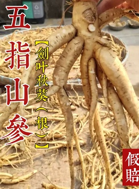 山乡药域 云南五指山参野生 红花马宁农家野生箭叶秋葵的根