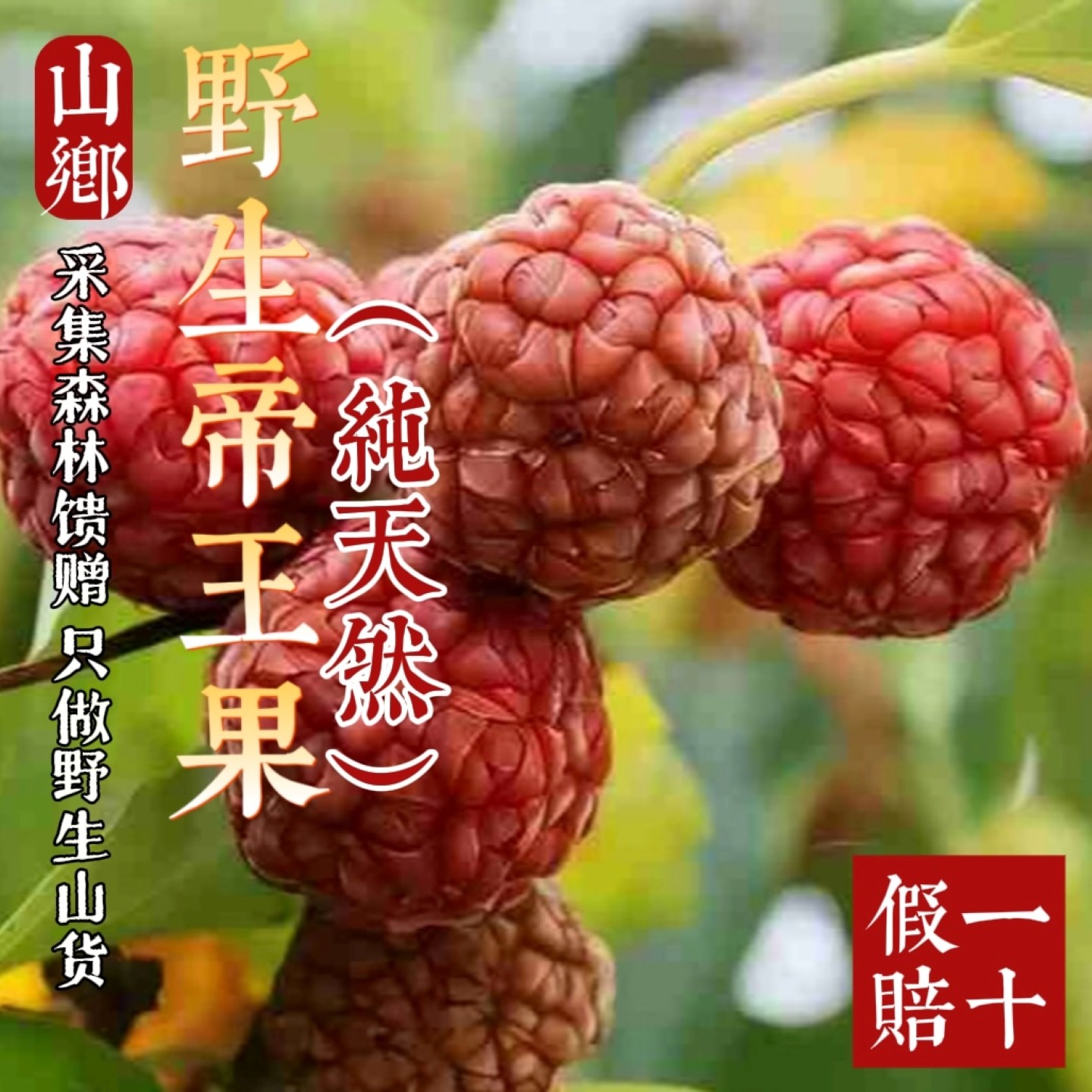 山乡药域 野生帝王果搭紫杉果泡水泡酒 帝王果品质保证源头批发,传统滋补营养品,其他药食同源食品,淘宝优惠券,粉丝福利购,淘宝优惠卷