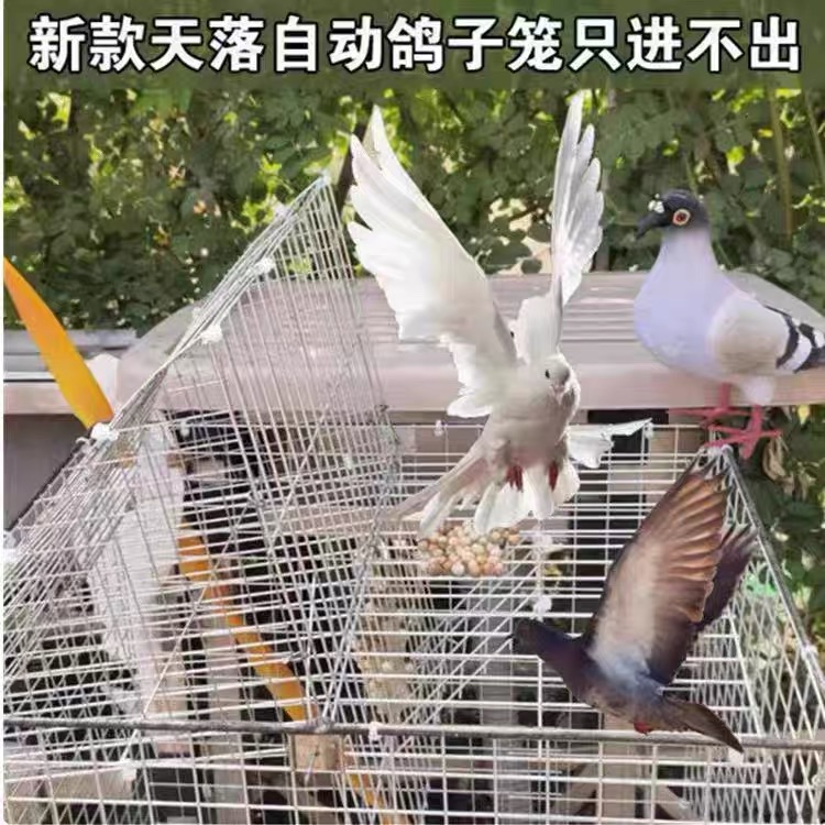 天落笼鸽子笼只进不出自动翻转鸽子活络撞门笼鸽子笼房顶鸽子神器