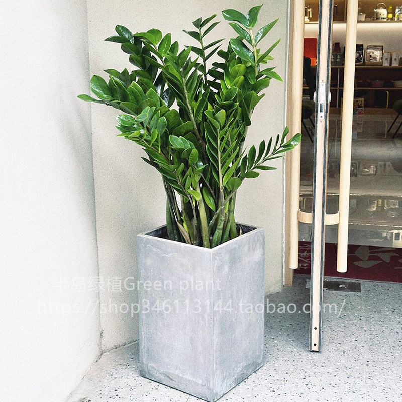 金钱树盆栽植物室内花卉大型客厅好养绿植大摇钱串子招财发财树