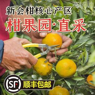 新会茶坑新鲜新会柑驳枝茶枝柑新皮二红皮大红皮鲜果陈皮鲜果直摘