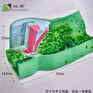 植物教学模型叶绿体结构模型中学高中生物实验器材教具