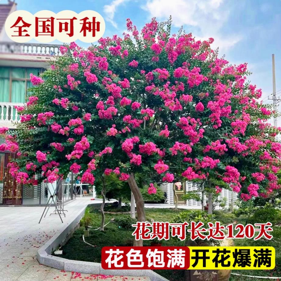 紫薇花树苗盆栽带花四季花卉植物阳台庭院耐热绿植百日红老桩盆景