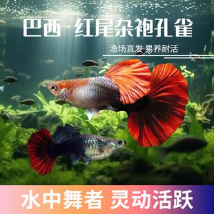 巴西红尾杂袍孔雀鱼热带观赏鱼巴西红扇孔雀鱼褶扇胎生鱼小型鱼