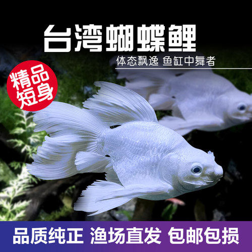 蝴蝶鲤广温淡水耐寒好养活