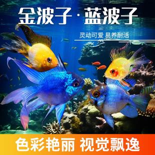 金波子热带观赏鱼蓝波子鱼荷兰凤凰球短鲷鱼草缸小型热带鱼活体