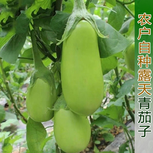 青茄子新鲜农家菜茄子绿皮茄子湖北青皮茄子绿圆茄子精选装