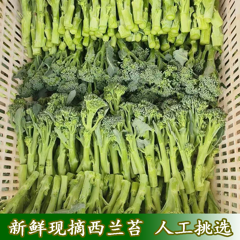 精选现摘新鲜西兰花苔新鲜蔬菜西兰苔青花苔小西兰花菜苔轻食蔬菜