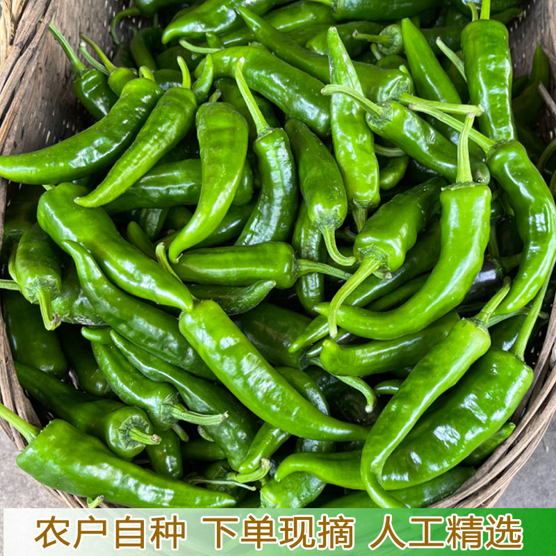 特辣特辣辣妹子辣椒新鲜辣椒绿辣椒农家辣椒 宜昌青辣椒