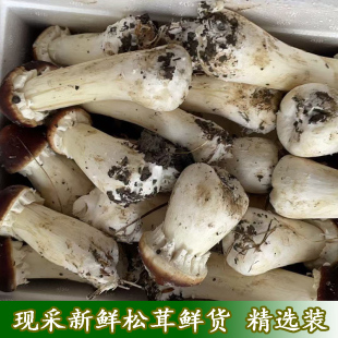 现采新鲜赤松茸鲜货蔬菜菌菇大球盖菇红姬松茸现采煲汤菌菇包香菇