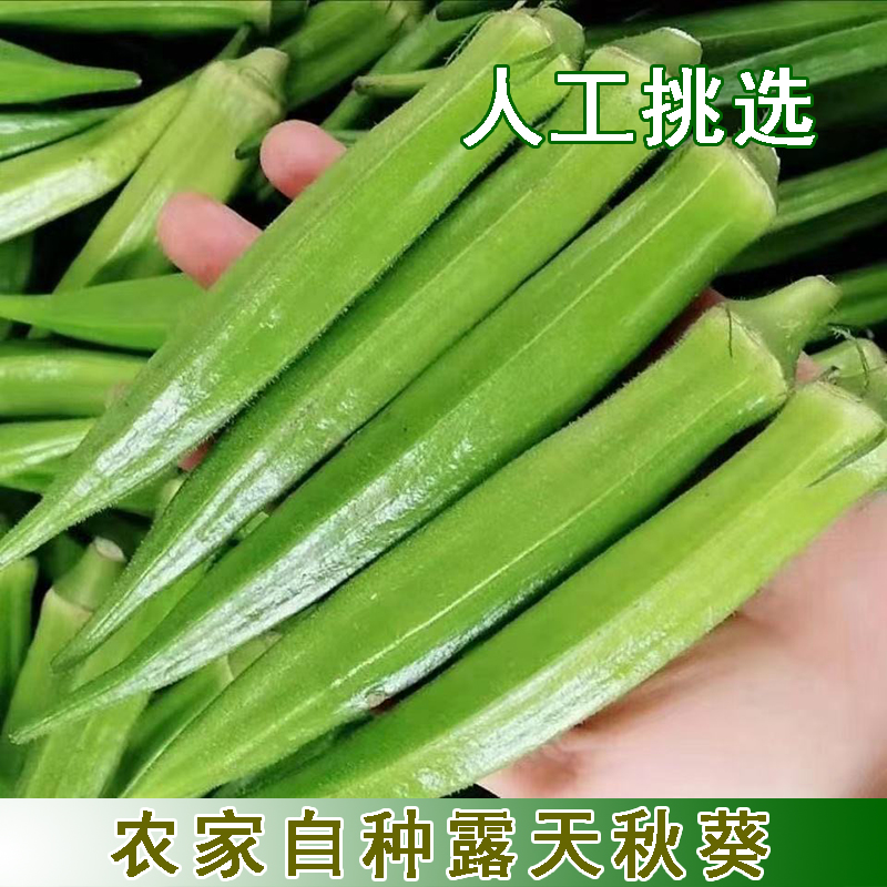 露天秋葵湖北农家自种原产地直发
