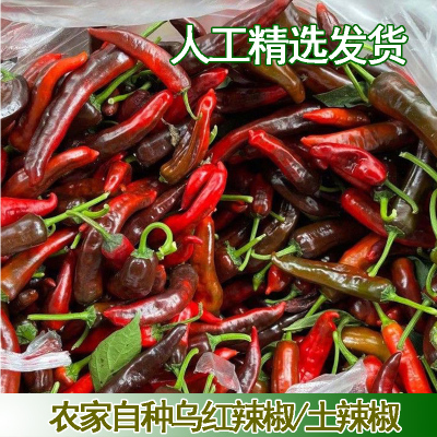 农家自种露天乌红土辣椒紫红辣椒