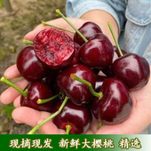 脆甜樱桃新鲜车厘子樱桃大樱桃当季 水果现摘现发特大果精选装 发货