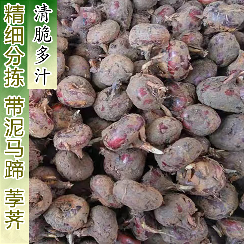 湖北农家自种新鲜马蹄荸荠