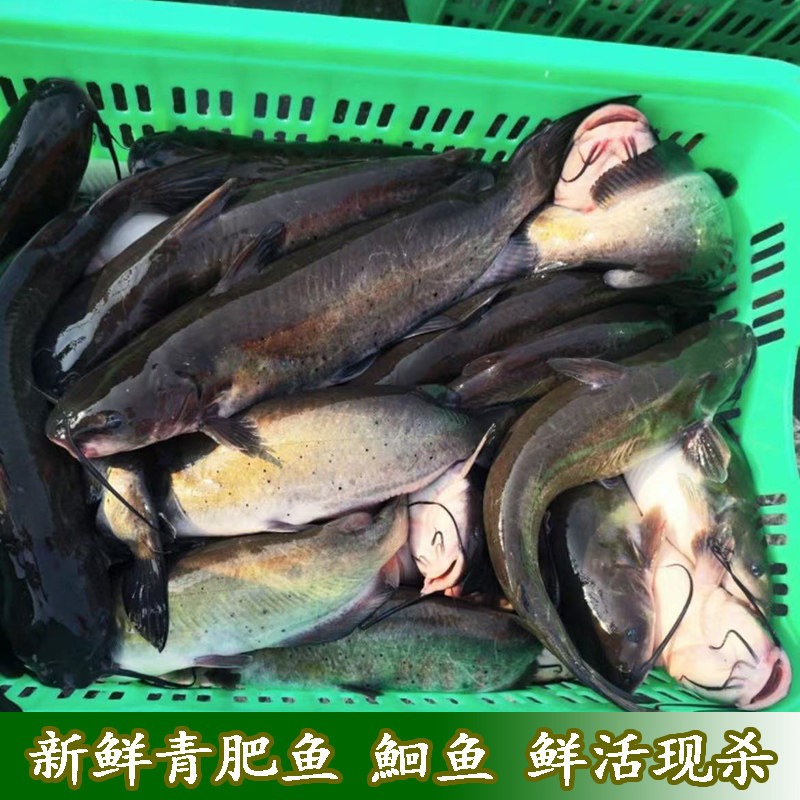 宜昌水产青肥鱼现杀冷水鱼鲜活现杀大鮰鱼团鱼青团鱼黑肥鱼叉尾鱼
