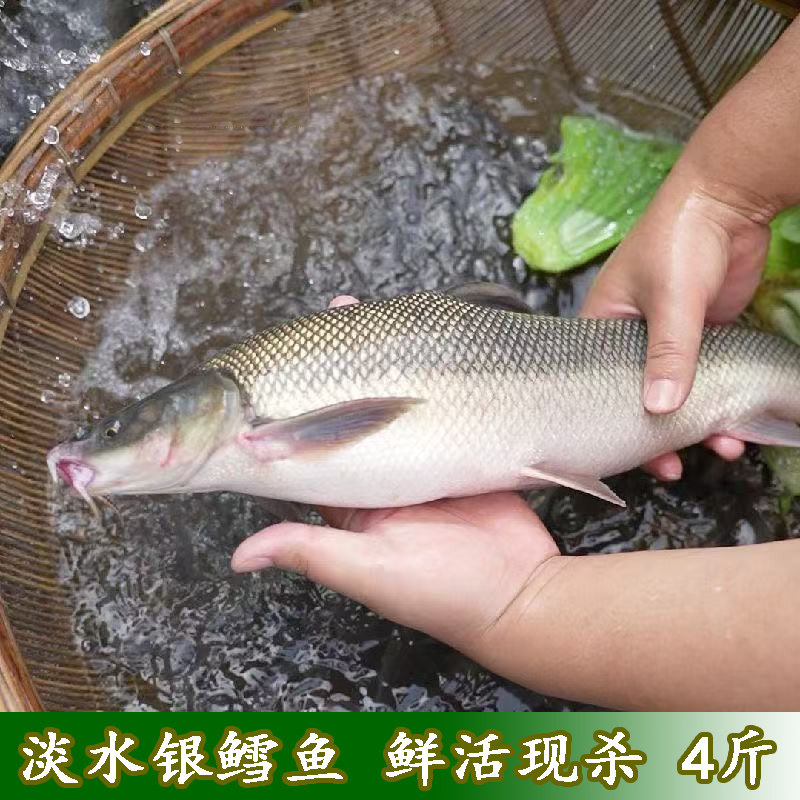 鲜活足称现杀4斤新鲜银鳕鱼淡水大鳞鲃鱼雪鱼淡水鱼肉质厚实刺少