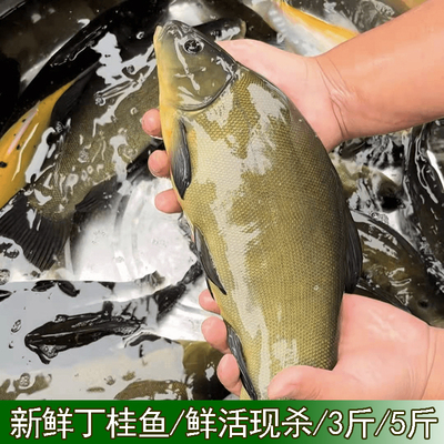 丁桂鱼丁鱥丁贵鱼丁岁鱼丁穗鱼