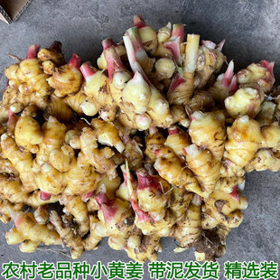 湖北农家正宗小黄姜嫩姜仔新鲜生姜姜芽自种土黄姜种子姜月子包邮