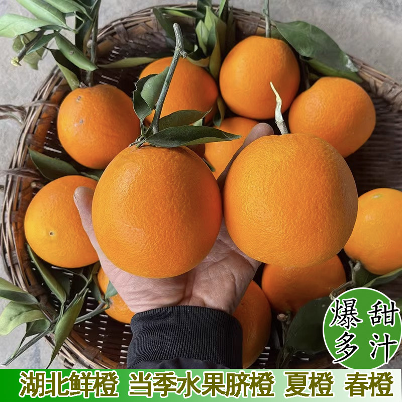 现摘新鲜纽荷尔正宗夷陵脐橙春橙夏橙伦晚香甜爆汁  人工挑选橙子